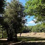 Дом отдыха Domaine De Cantegrel - De Charme Et Troglodyte En Perigord Витрак