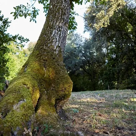 Domaine De Cantegrel - De Charme Et Troglodyte En Perigord * ヴィトラック